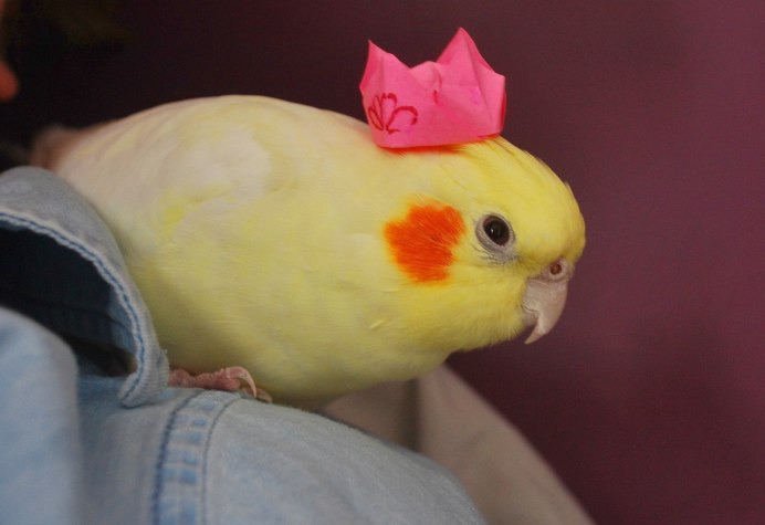 Попугай корелла