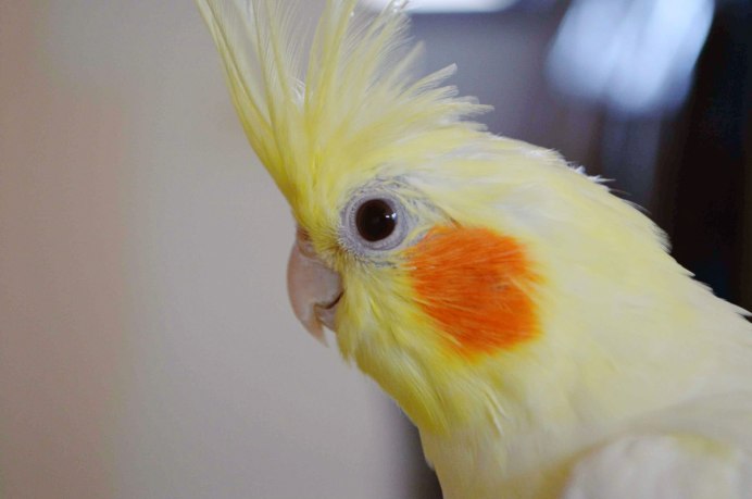 Розовый Какаду