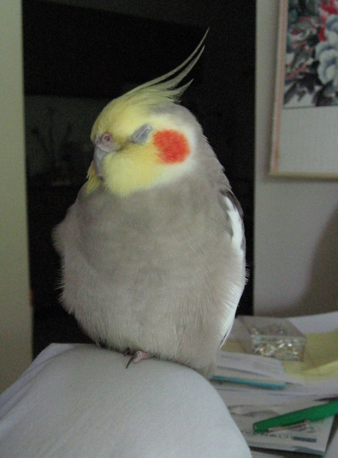 Нимфа корелла попугай