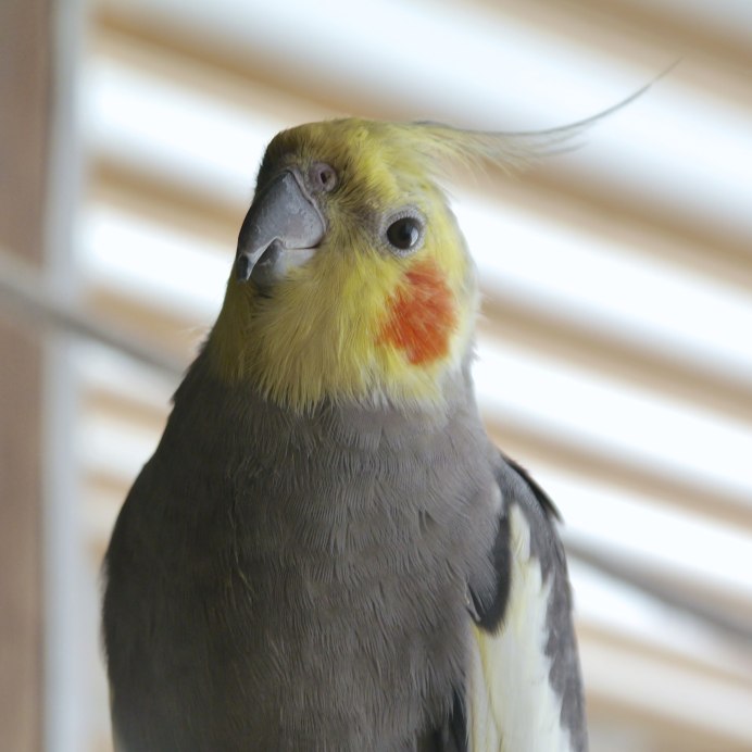 Милые попугаи кореллы