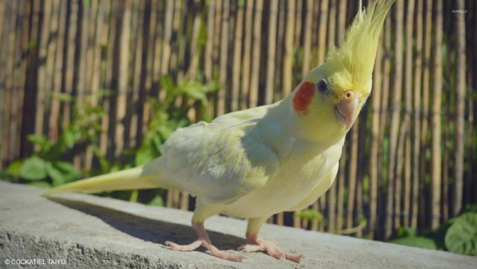 Говорящие попугаи корелла