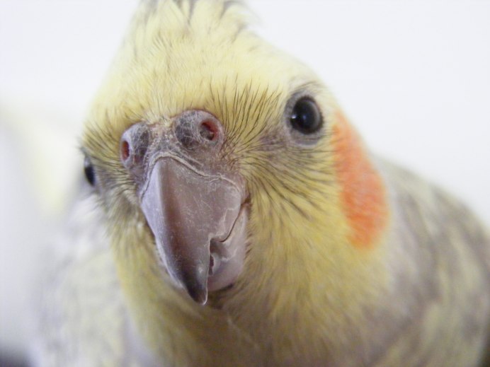 Корелла желтый