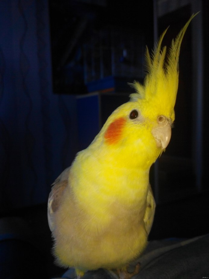 Австралийский попугай корелла