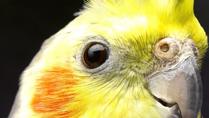 Попугай корелла