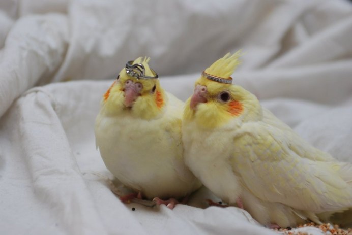 Корелла клюв