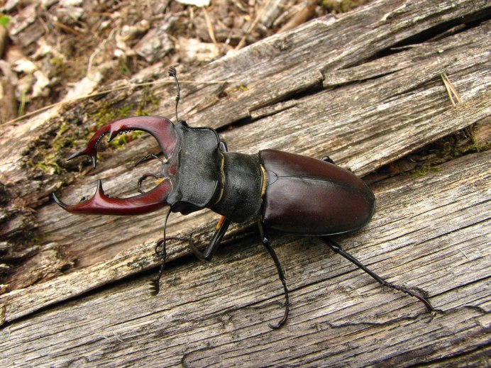 Acheta domesticus домовый сверчок