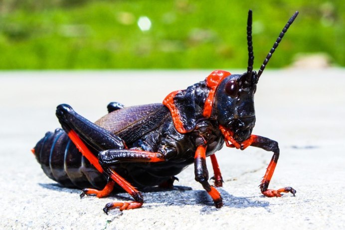 Gryllus Campestris