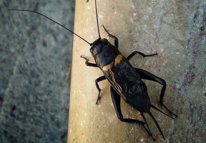 Acheta domesticus домовый сверчок