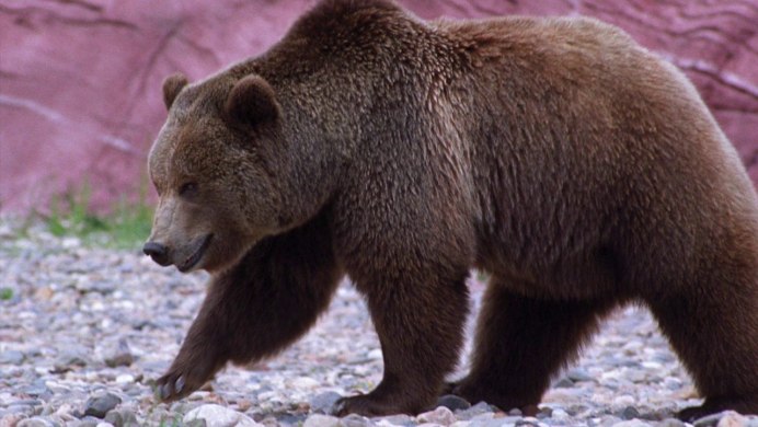 Камчатский бурый медведь