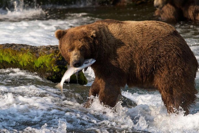 Бурый медведь Камчатки
