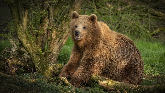 Северная Америка медведь Гризли