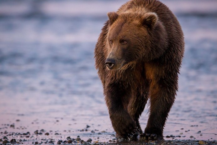 Бурый медведь Амурская область