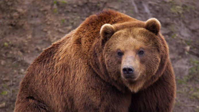 Сибирский бурый медведь
