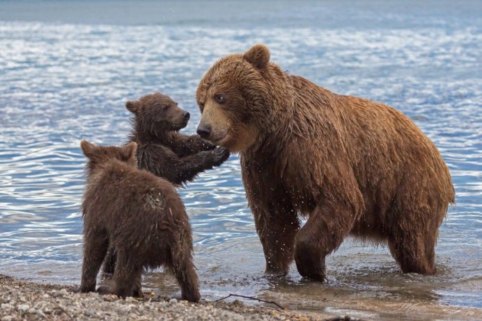 Гризли североамериканский бурый медведь