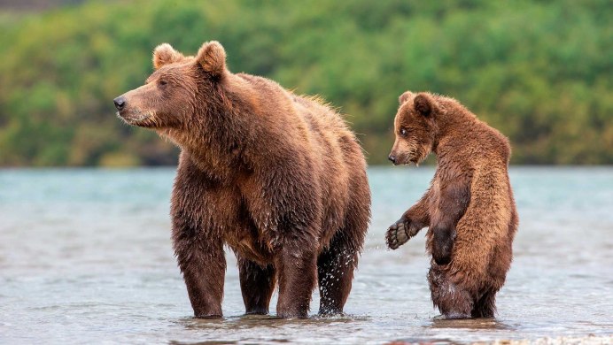 Камчатский бурый медведь