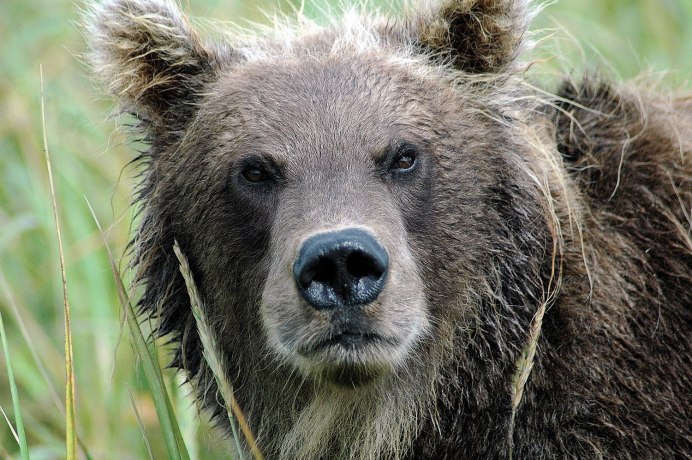 Аляскинский бурый медведь