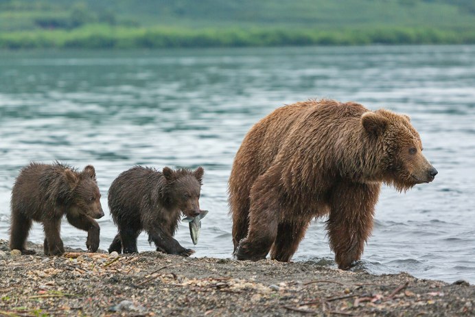 Северная Америка медведь Гризли