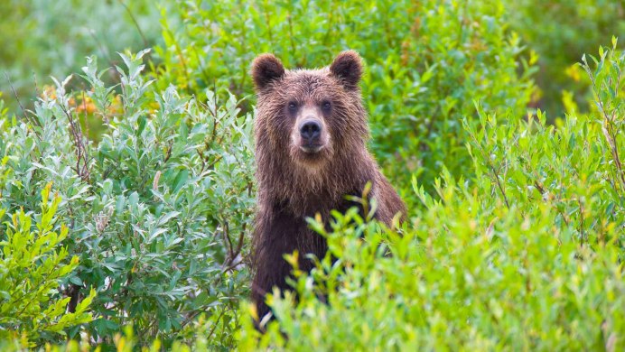 Камчатский бурый медведь