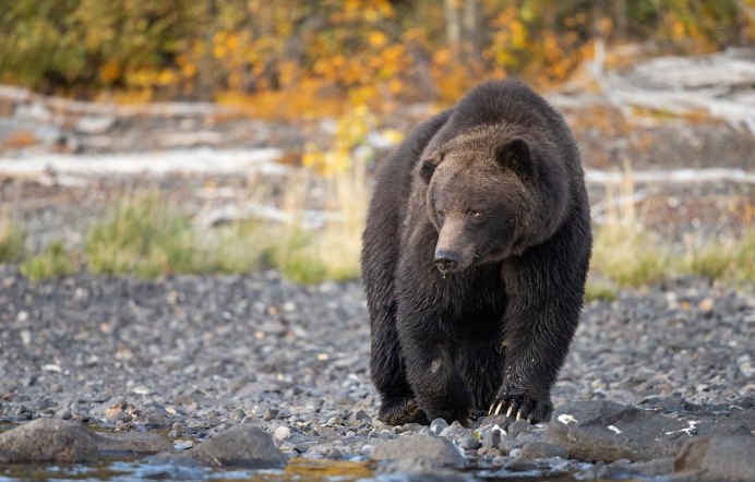 Грозный бурый медведь
