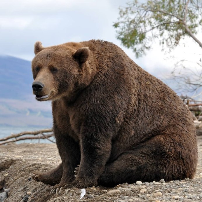 Уссурийский бурый медведь