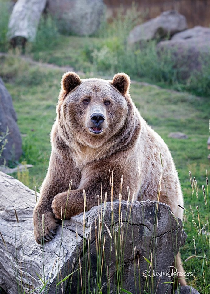 Бурый медведь Амурская область