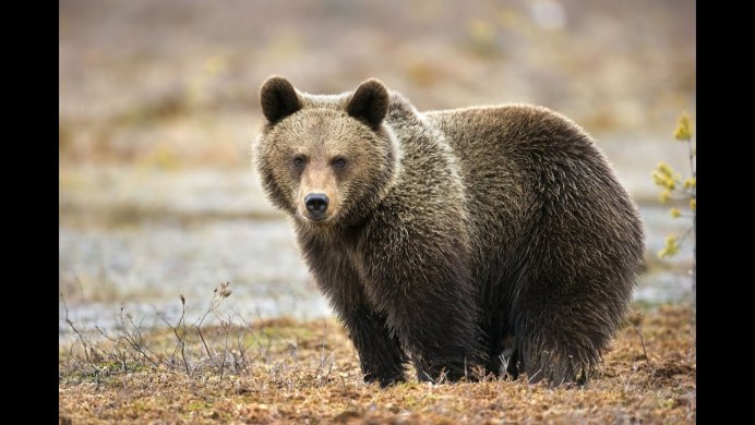 Медведь в Дальневосточной тайге
