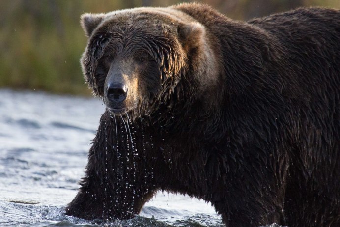 Байкало-Ленский заповедник бурый медведь