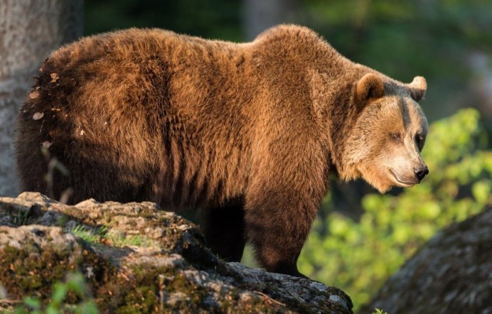 Апеннинский бурый медведь
