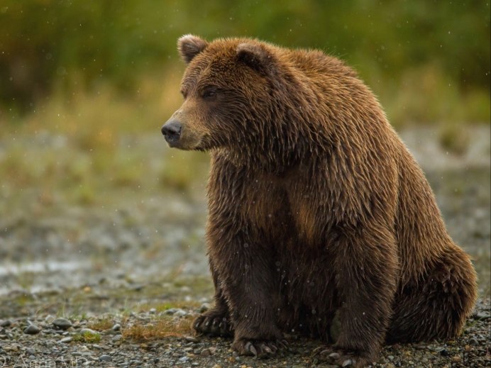 Бурый медведь