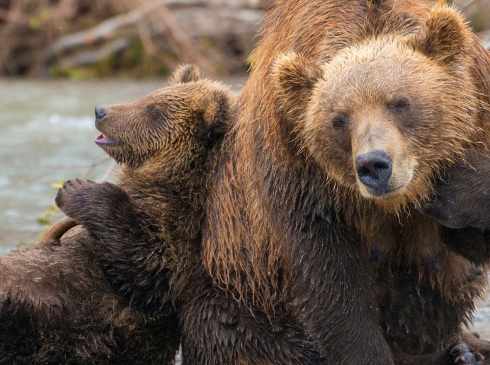 Гималайский медведь в Уссурийской тайге
