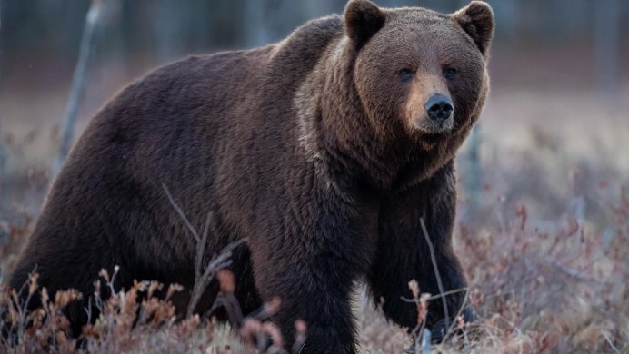 Медведь Гризли