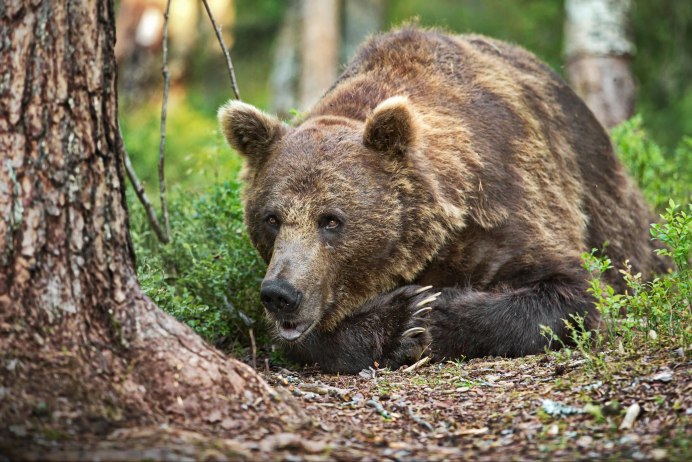 Бурый медведь в спячке