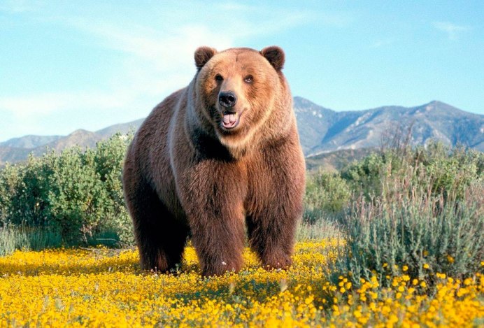 Аляскинский бурый медведь