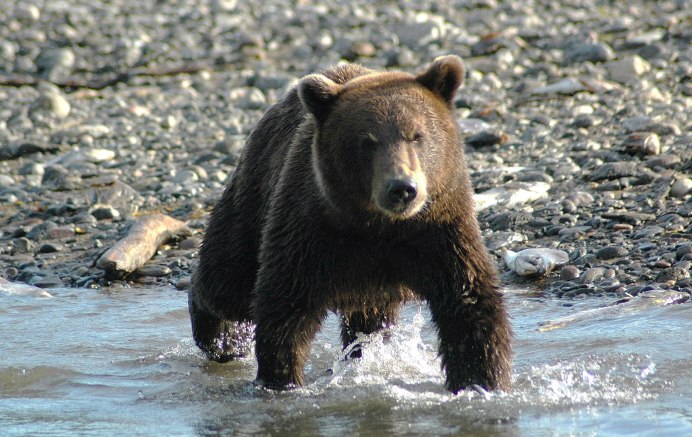 Аляскинский бурый медведь
