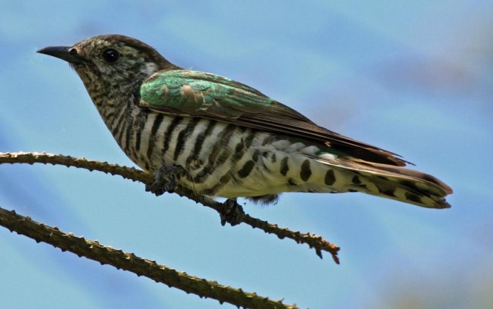 Кукушка Cuckoo