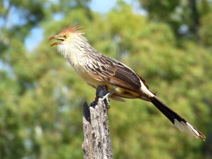 Птица Cuculus canorus
