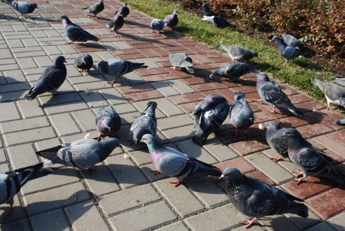 Птица лежит