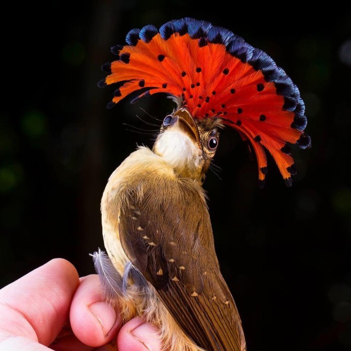 Удивительные птицы