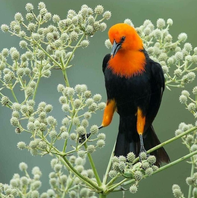 Танагра медосос