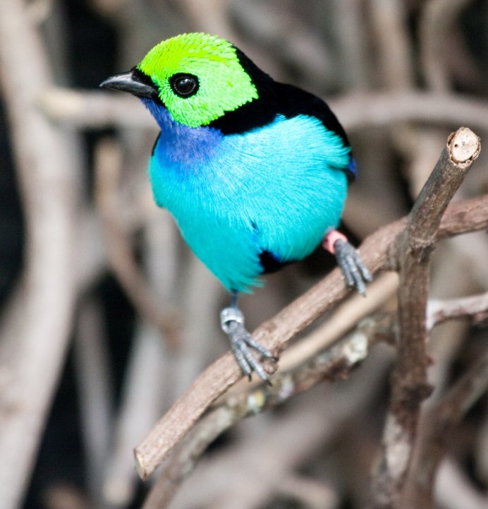 Яркие птицы