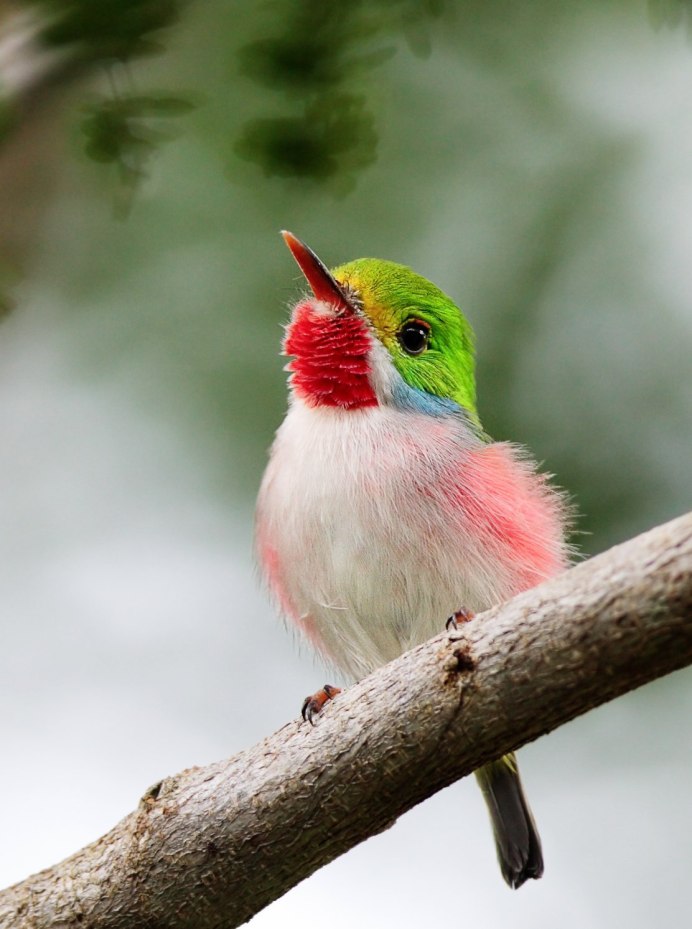 Амазонский венценосный мухоед