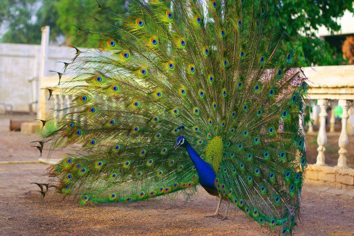 Серебряногорлая танагра
