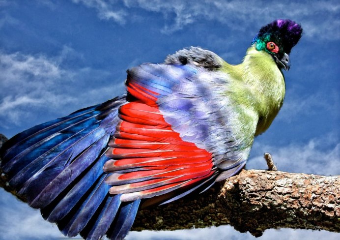 Птичка сукараф