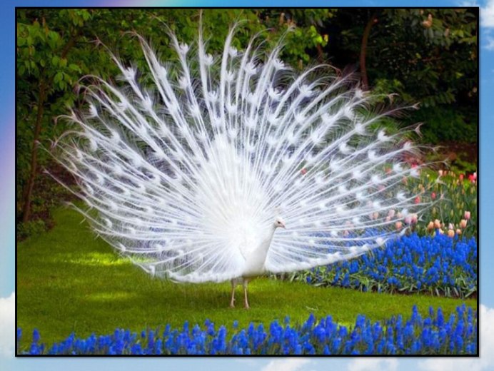 Африканский крошечный Зимородок