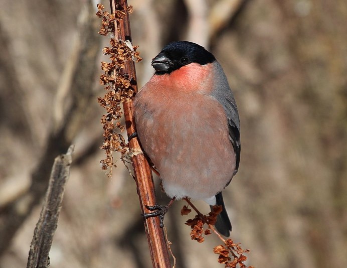 Уссурийский Снегирь (pyrrhula griseiventris)