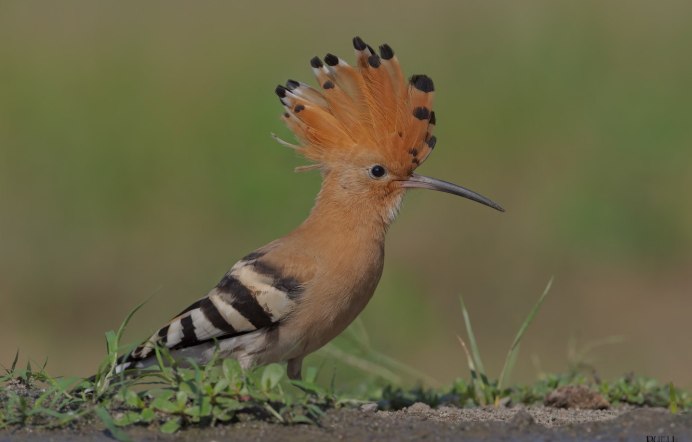 Hoopoe Orange beak