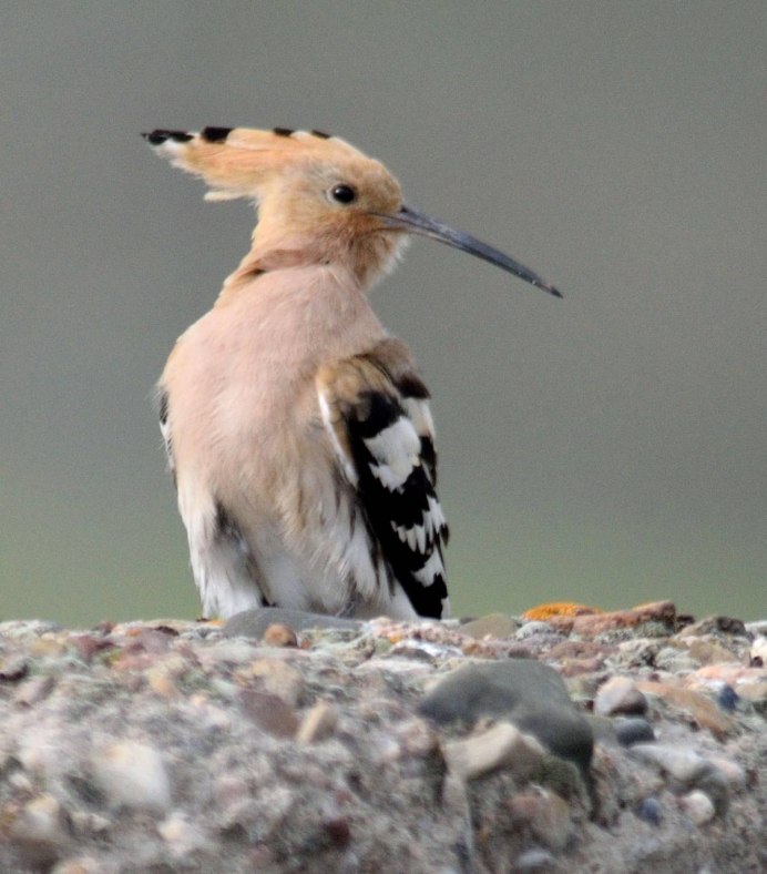 Удод Upupa Epops Linnaeus, 1758