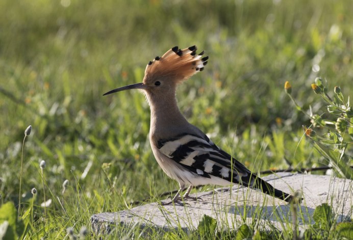Удод (Hoopoe)