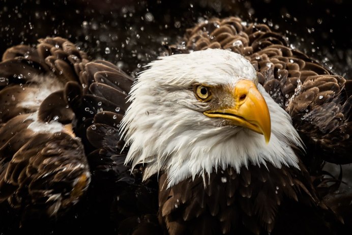National Geographic. Белоголовый Орлан
