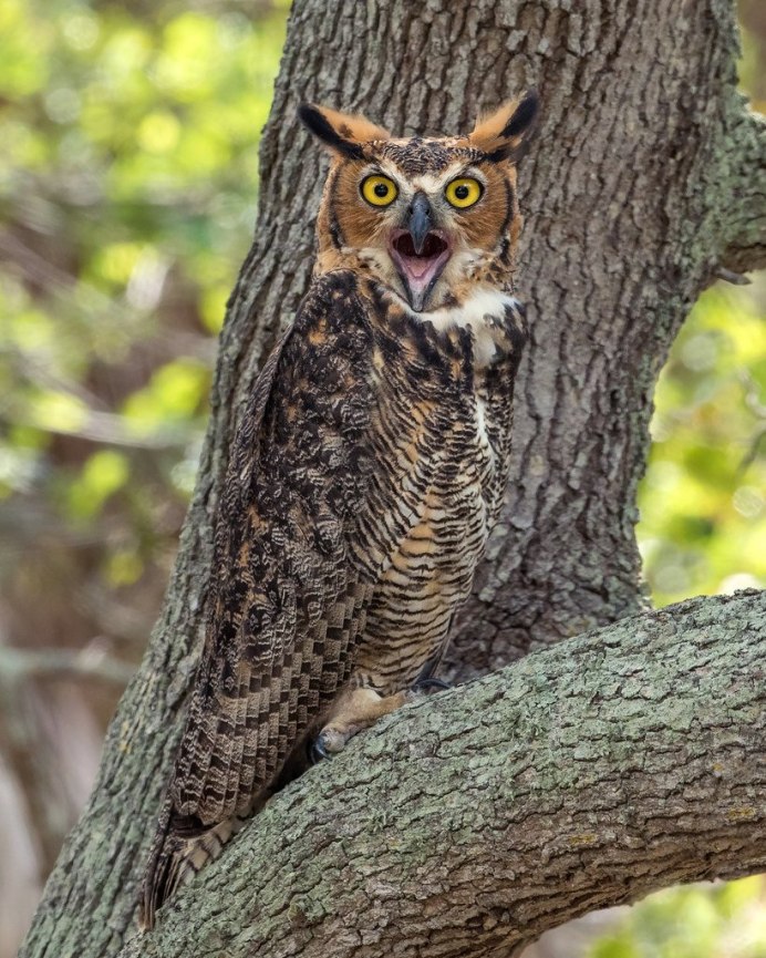 Eagle Owl
